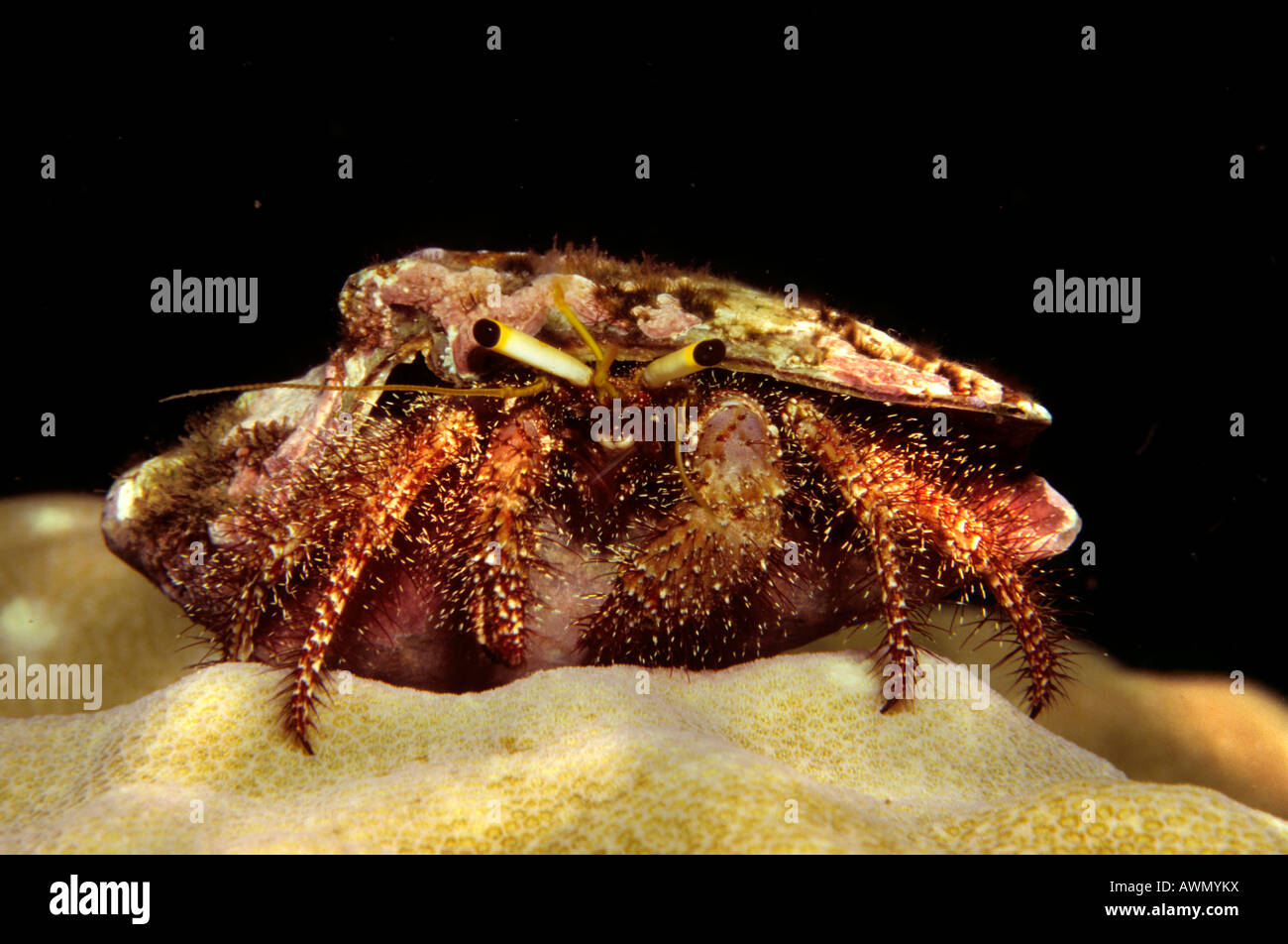 Hermit Crab (Dardanus sp.), Philippines, Asia Stock Photo - Alamy