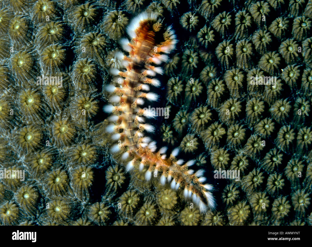 Bearded Fireworm (Hermodice carunculata) on coral, Mediterranean Sea, Turkey, Europe Stock Photo