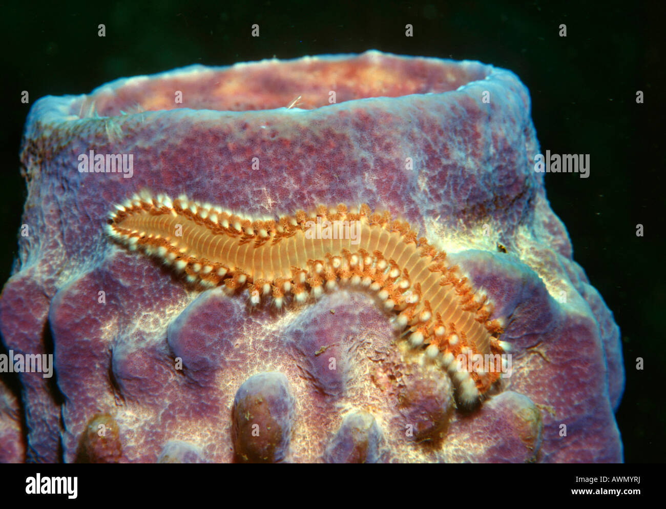 Bearded Fireworm (Hermodice carunculata) on a sponge (Porifera), Caribbean, Americas Stock Photo