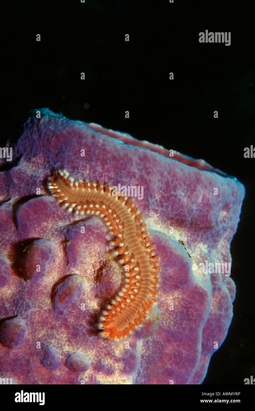 Bearded Fireworm (Hermodice carunculata) on a sponge (Porifera), Caribbean, Americas Stock Photo