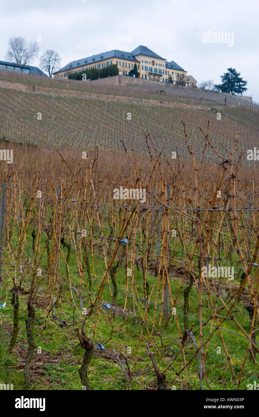 Vineyards in wintertime, wine cultivation in the Rhinegau region near Johannisberg Castle, Hesse, Germany, Europe Stock Photo