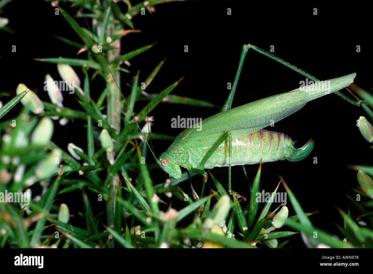 Sickle-bearing Bush-cricket Phaneroptera falcata. On plant Stock Photo