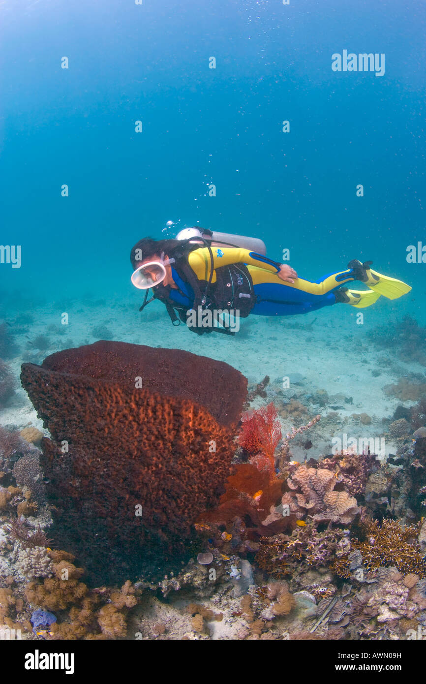 Scuba diver and a Giant Barrel Sponge (Xestospongia testudinaria), Indonesia, Asia Stock Photo