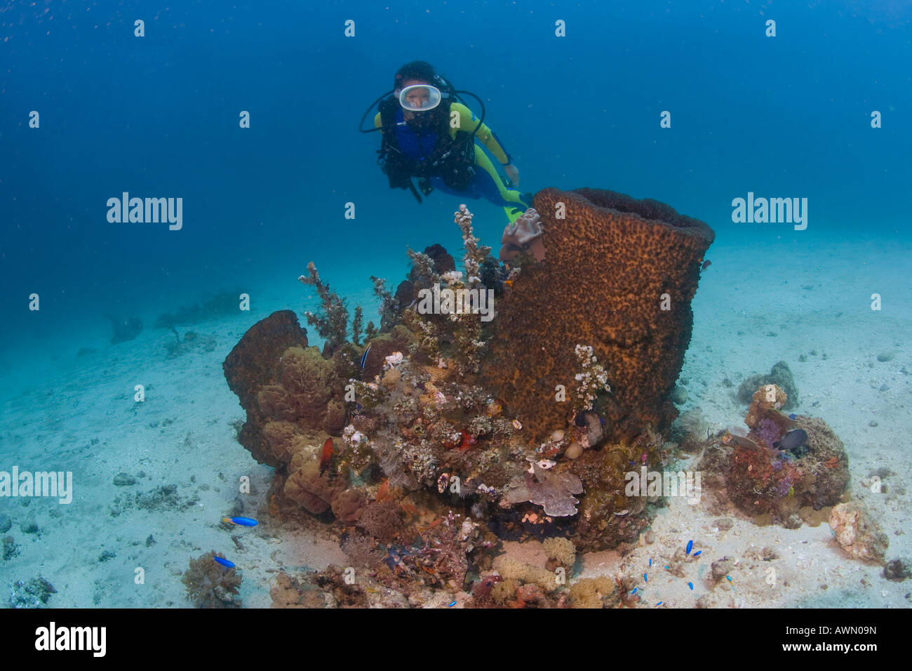 Scuba diver and a Giant Barrel Sponge (Xestospongia testudinaria), Indonesia, Asia Stock Photo