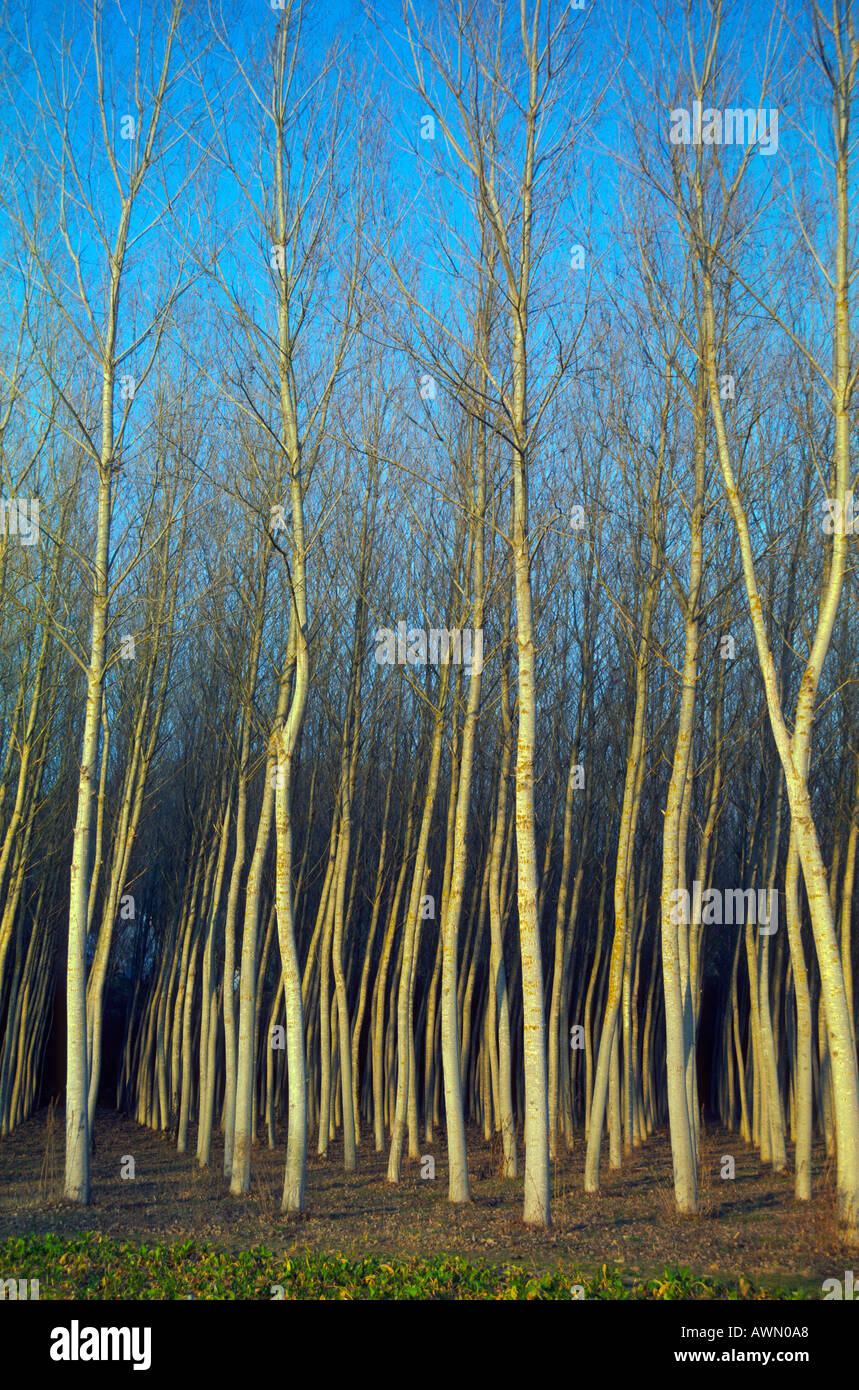 Black Poplar Trees, Populus nigra. Plantation on Winter Stock Photo Alamy