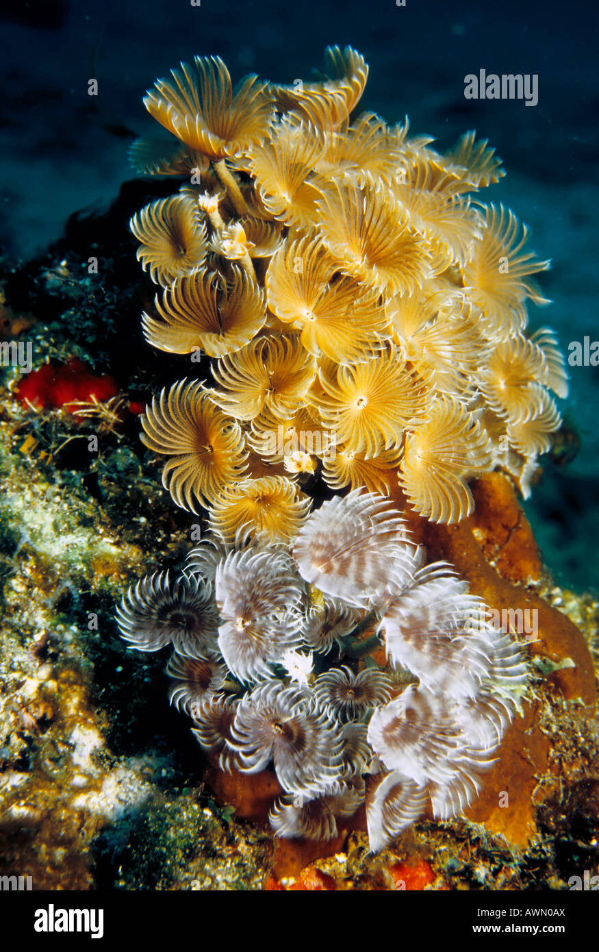 Feather Duster Worms, (Bispira sp.), Caribbean, Americas Stock Photo