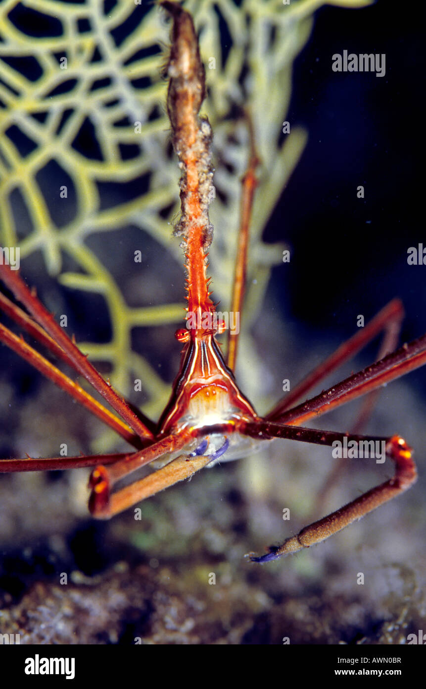 Yellowline Arrow Crab (Stenorhynchus seticornis) feeding on algae, Caribbean, Americas Stock Photo
