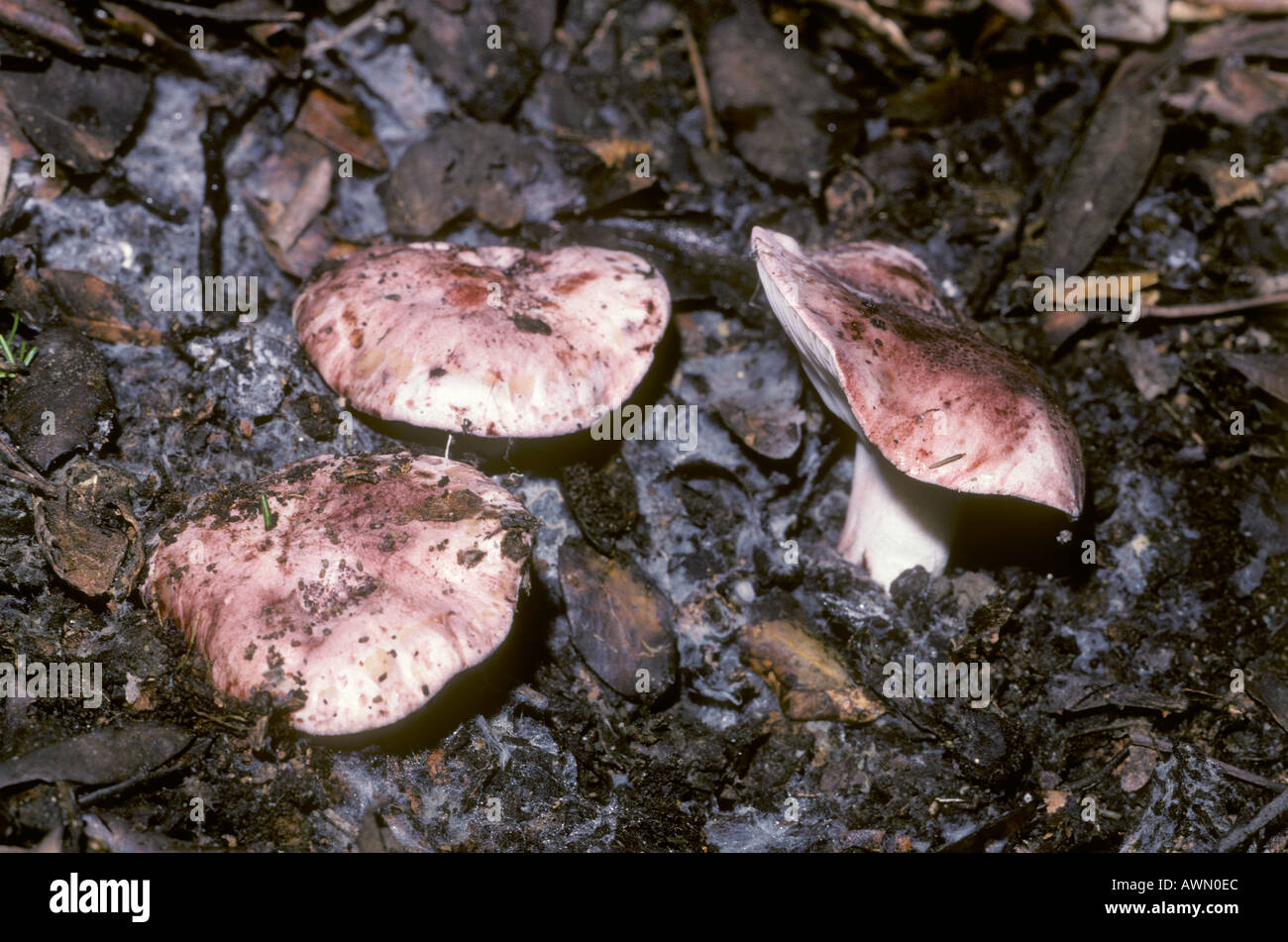 Russula Emetica Mushrooms, Hygrophorus russula. Three fruiting bodies on ground forest Stock Photo