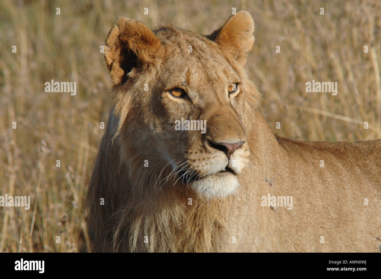 Lion (Panthera leo), Masai Mara, Kenya, Africa Stock Photo - Alamy