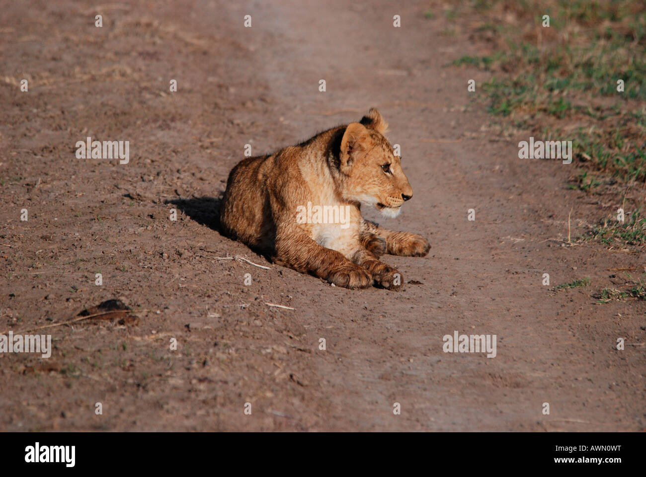 Lion cub (Panthera leo) lying on dirt road, Masai Mara, Kenya, Africa Stock Photo