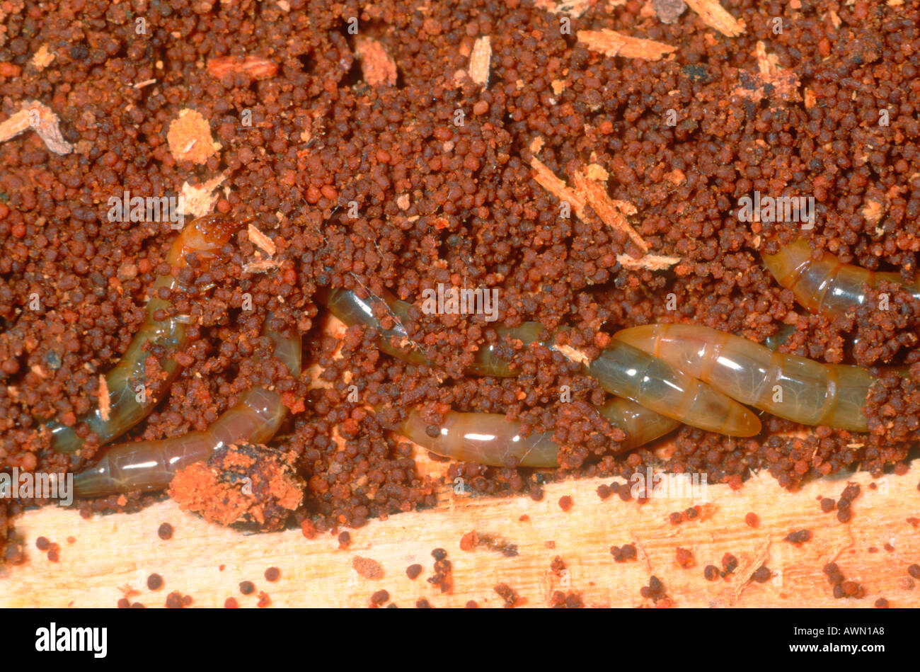 Mealworm Beetles, Tenebrio molitor. Larvae on rotted timber Stock Photo