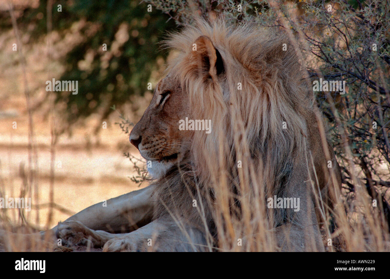 AFRICAN LION PANTHERIS LEO KALAHAROI TRANS FRONTIER PARK SOUTH AFRICA Stock Photo