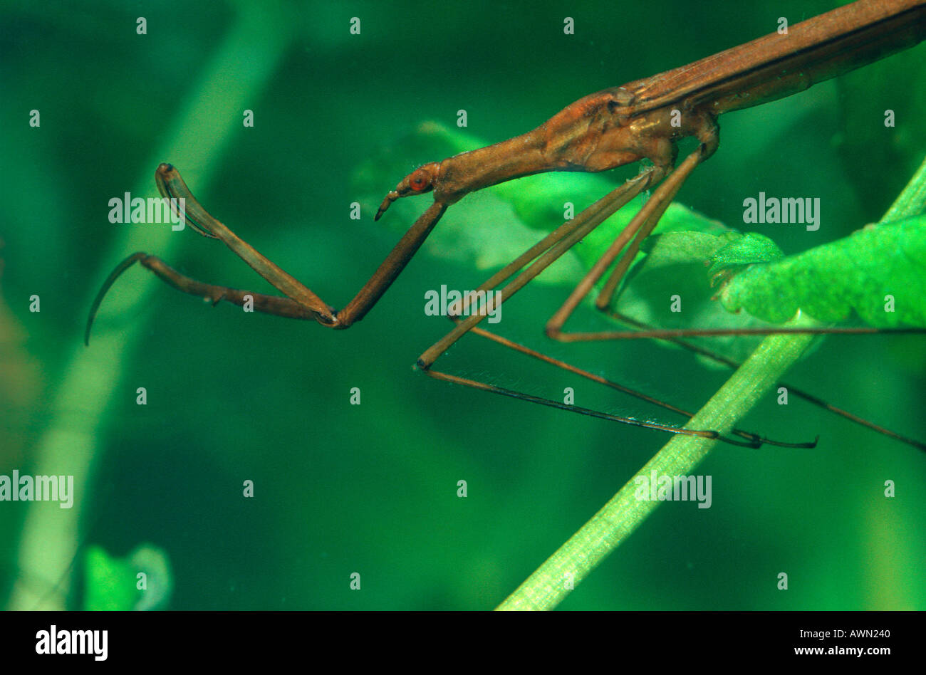 Water Stick Insect, Ranatra linearis. Underwater on pond. Head close-up Stock Photo