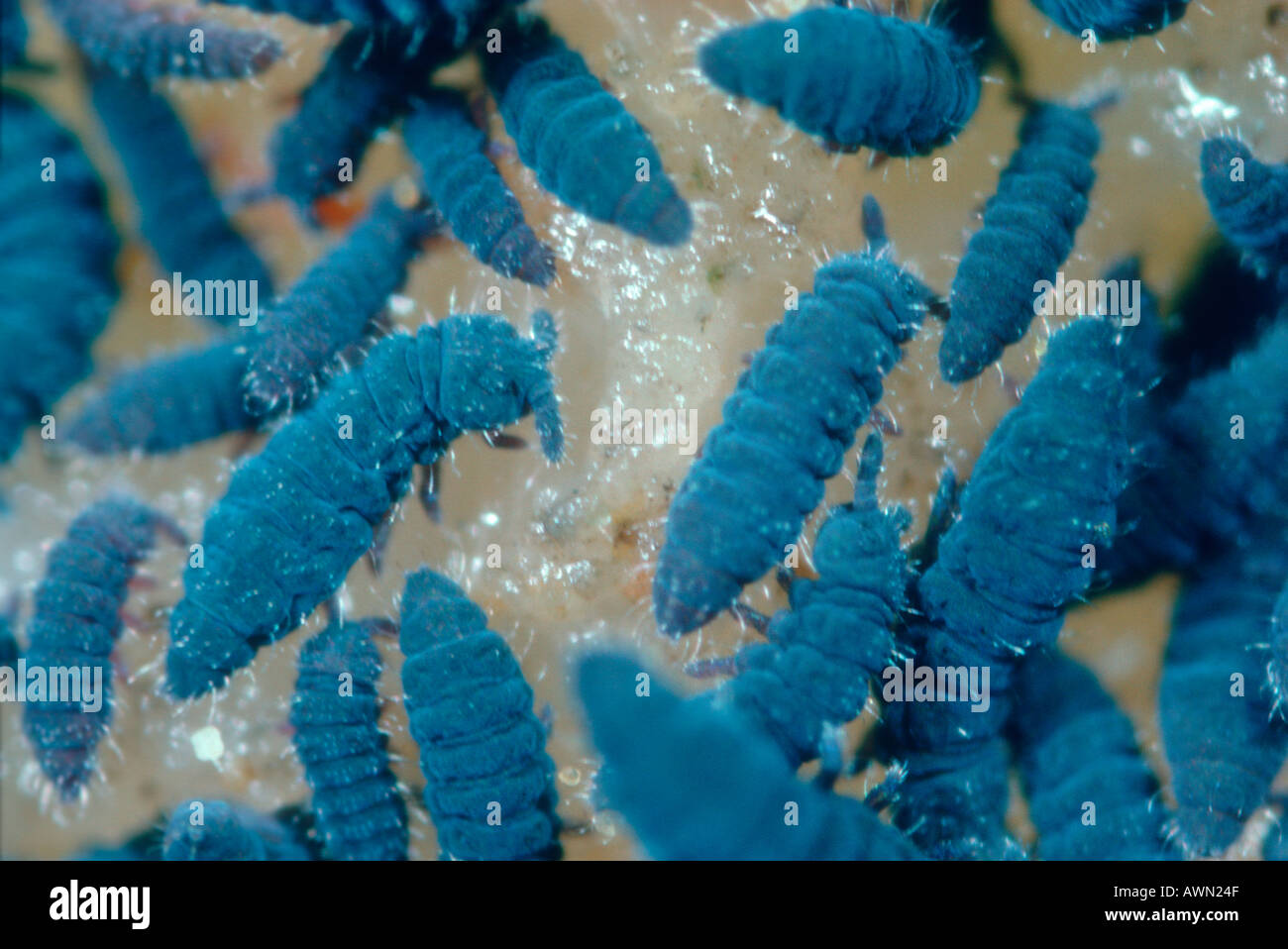 Group of Springtails, Order Collembola Stock Photo