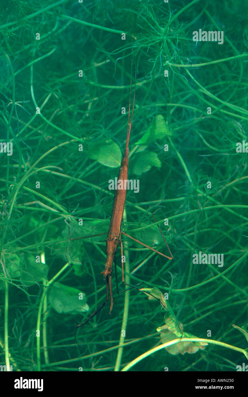 Water Stick Insect, Ranatra linearis. On pond. Underwater Stock Photo