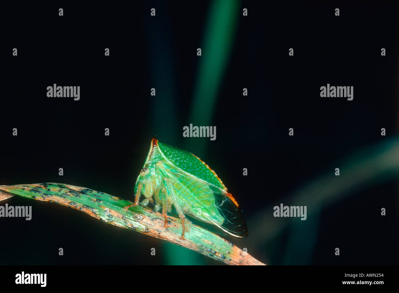Treehopper Cow Tree Hoppers High Resolution Stock Photography and Images - Alamy