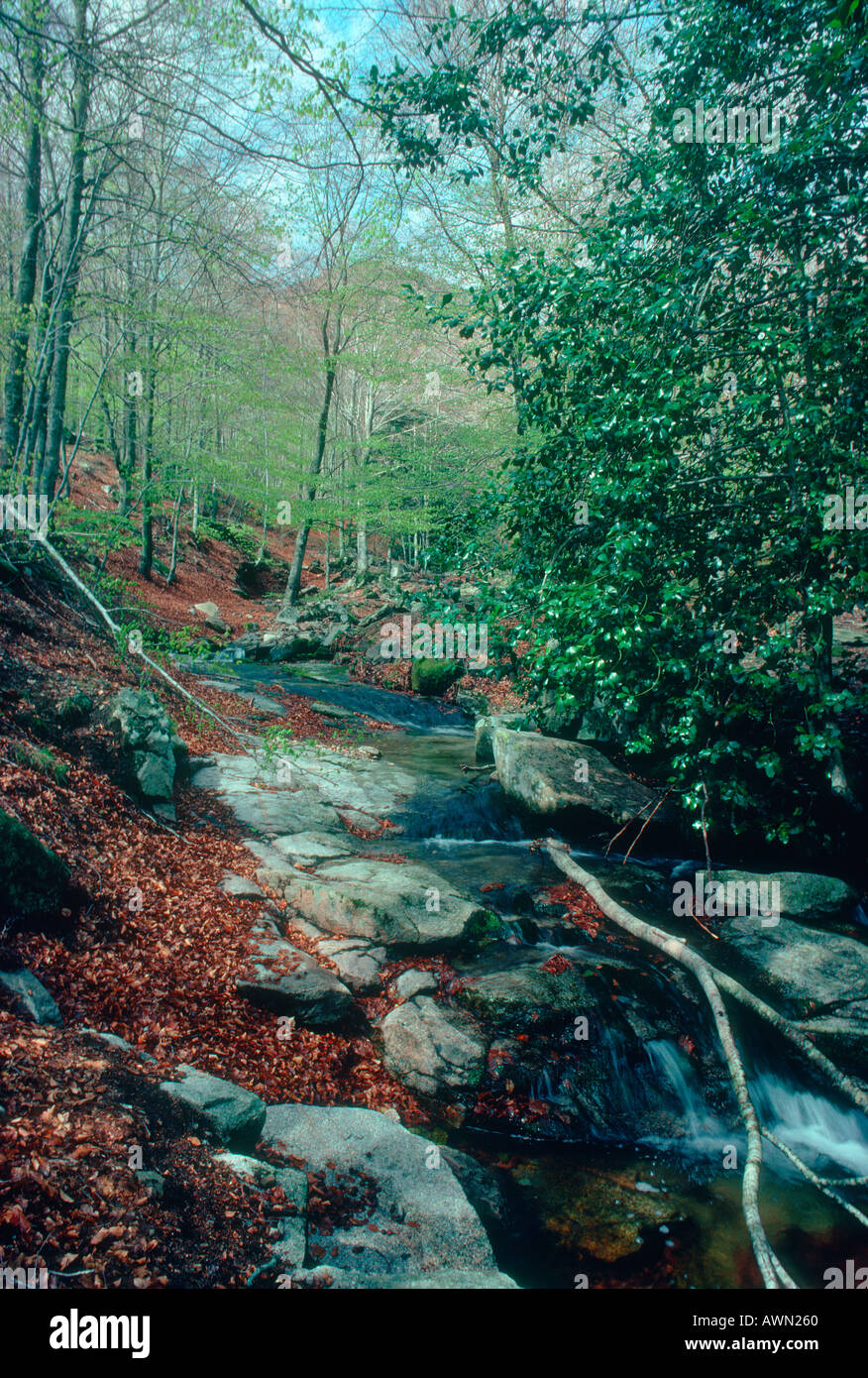 SPRING. River and Beech Trees. El Montseny NP. Catalonia. Spain. Same scene in Spring, Summer, Autumn, and Winter ( AWN26D , AWN265 , AWN260 , AWN269 Stock Photo