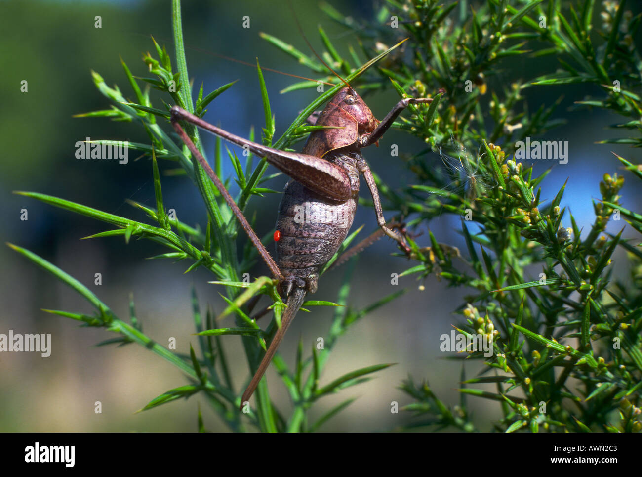 Bush-cricket, Family Tettigoniidae. Female on shrub Stock Photo