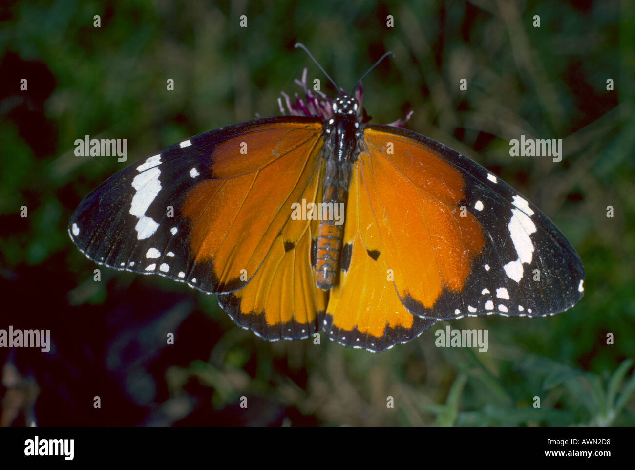 Plain Tiger Butterfly, Danaus chrysippus Stock Photo