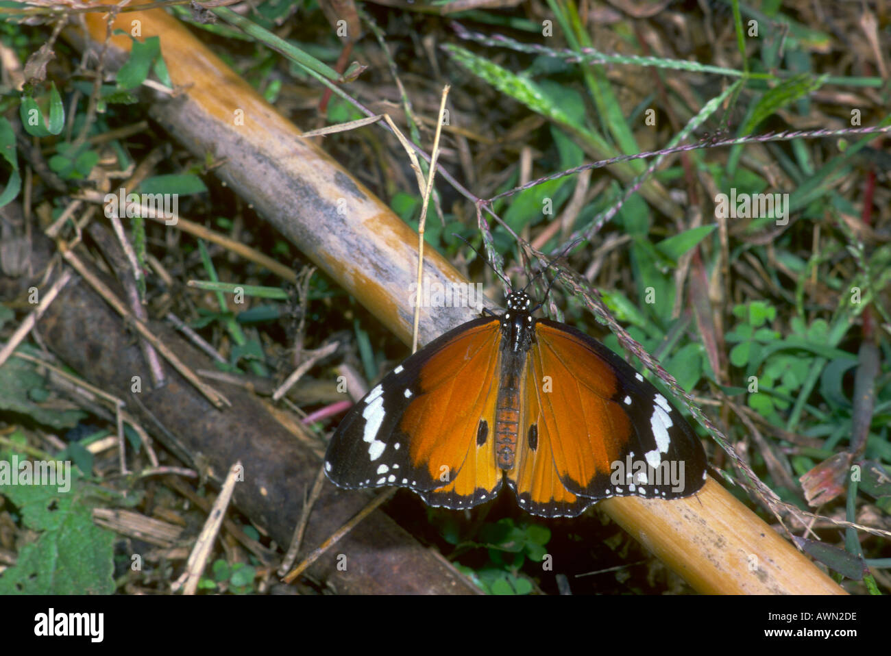 Plain Tiger Butterfly, Danaus chrysippus Stock Photo