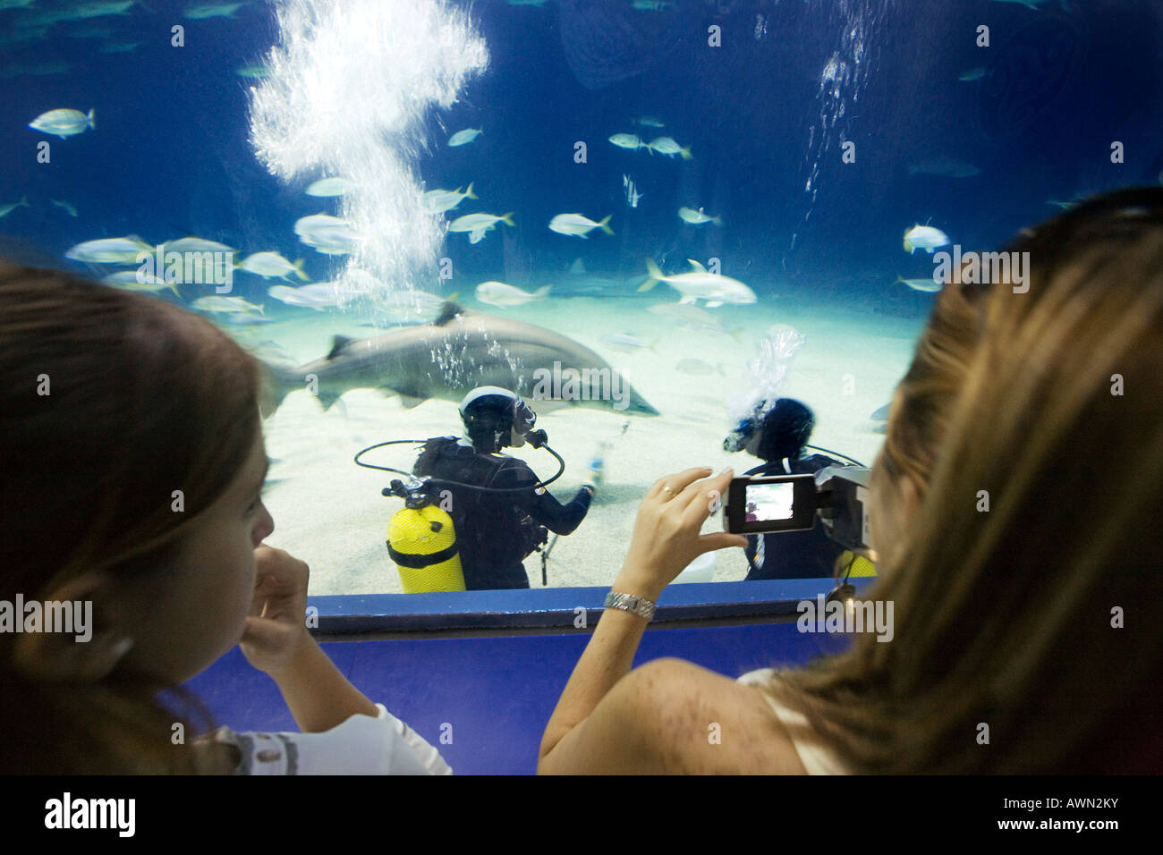 Visitors watching the feeding of the sand and tiger sharks, sea water aquarium, Ozeanografico, Cidudad de las Artes y las Cienc Stock Photo