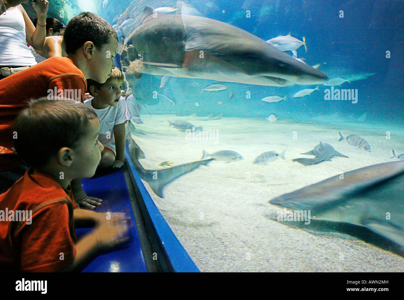 Children watching the sand and tiger sharks, sea water aquarium, Ozeanografico, Cidudad de las Artes y las Ciencias (Science Ci Stock Photo