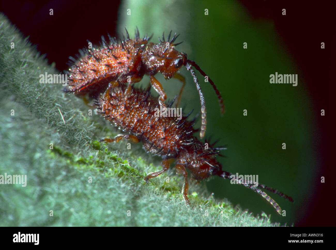 Rockrose Prickly Leaf Beetles, Hispa testacea. Pair mating on a Cistus leaf Stock Photo