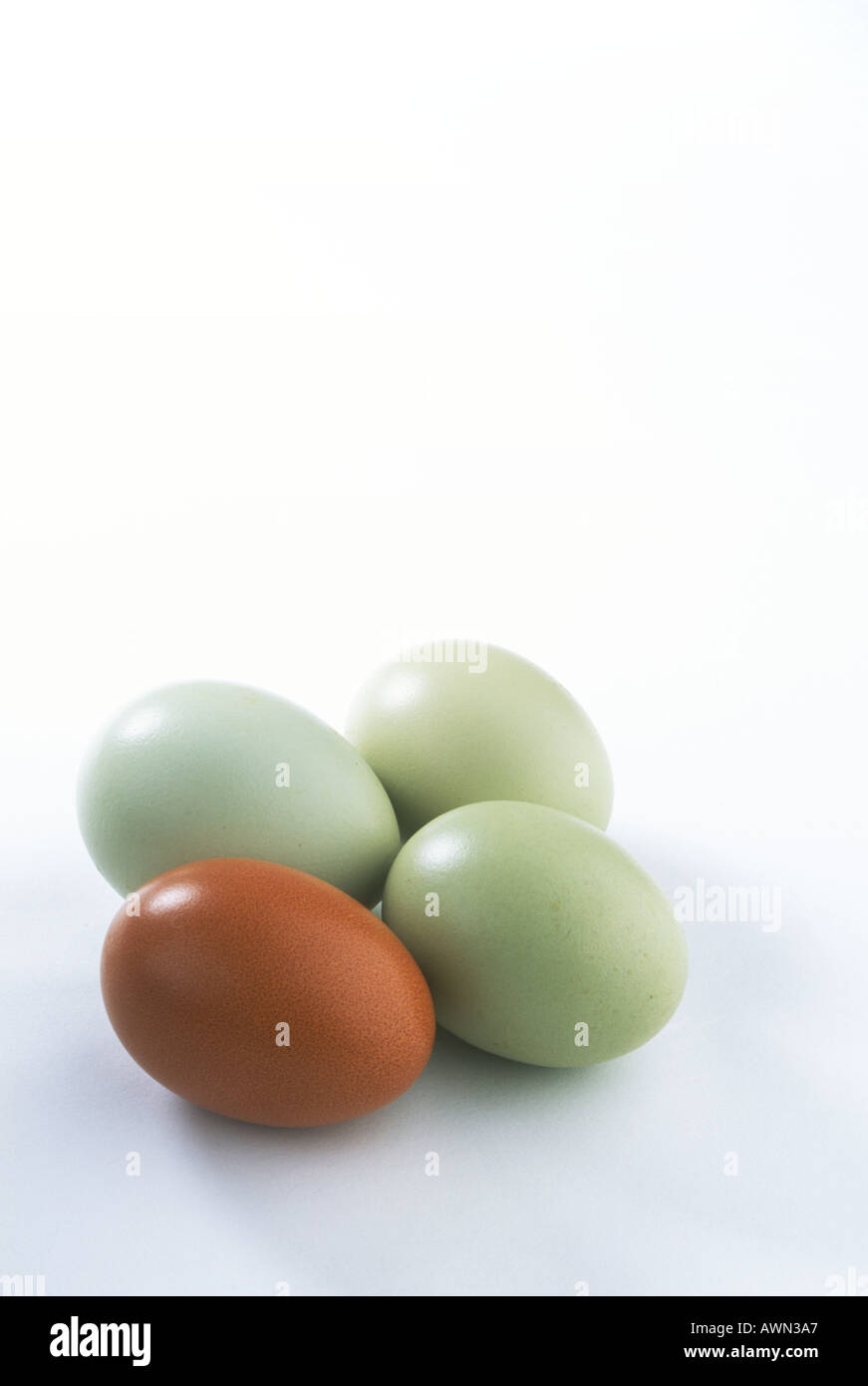 Hen s Blue and Brown Eggs Stock Photo - Alamy