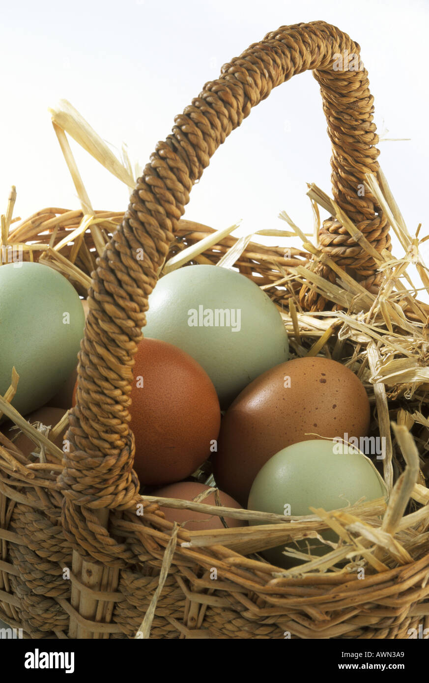 Hen s Blue and Brown Eggs in a basket Stock Photo