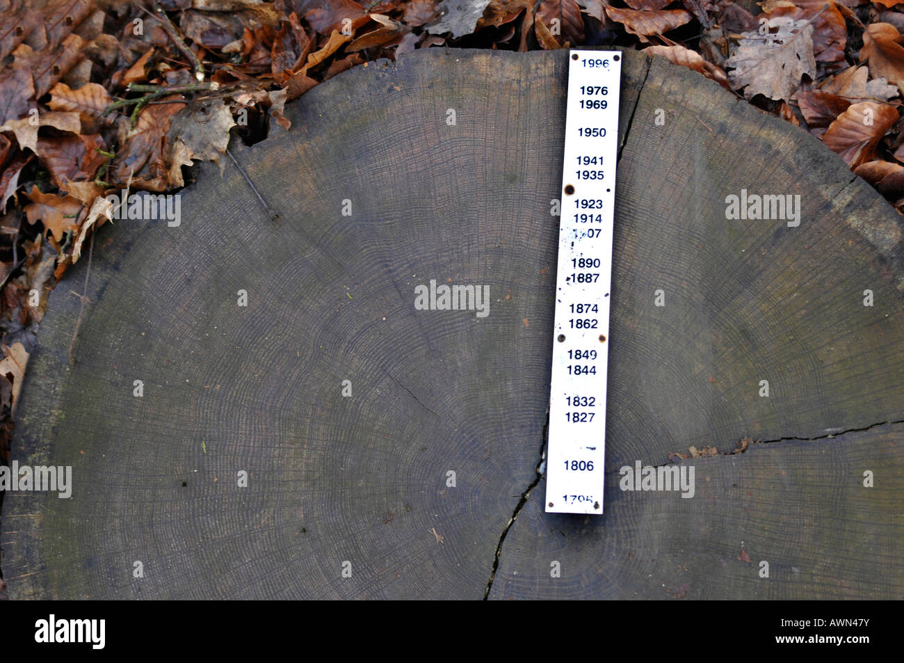 Measuring a tree's age in Bamberg, Bavaria, Germany, Europe Stock Photo