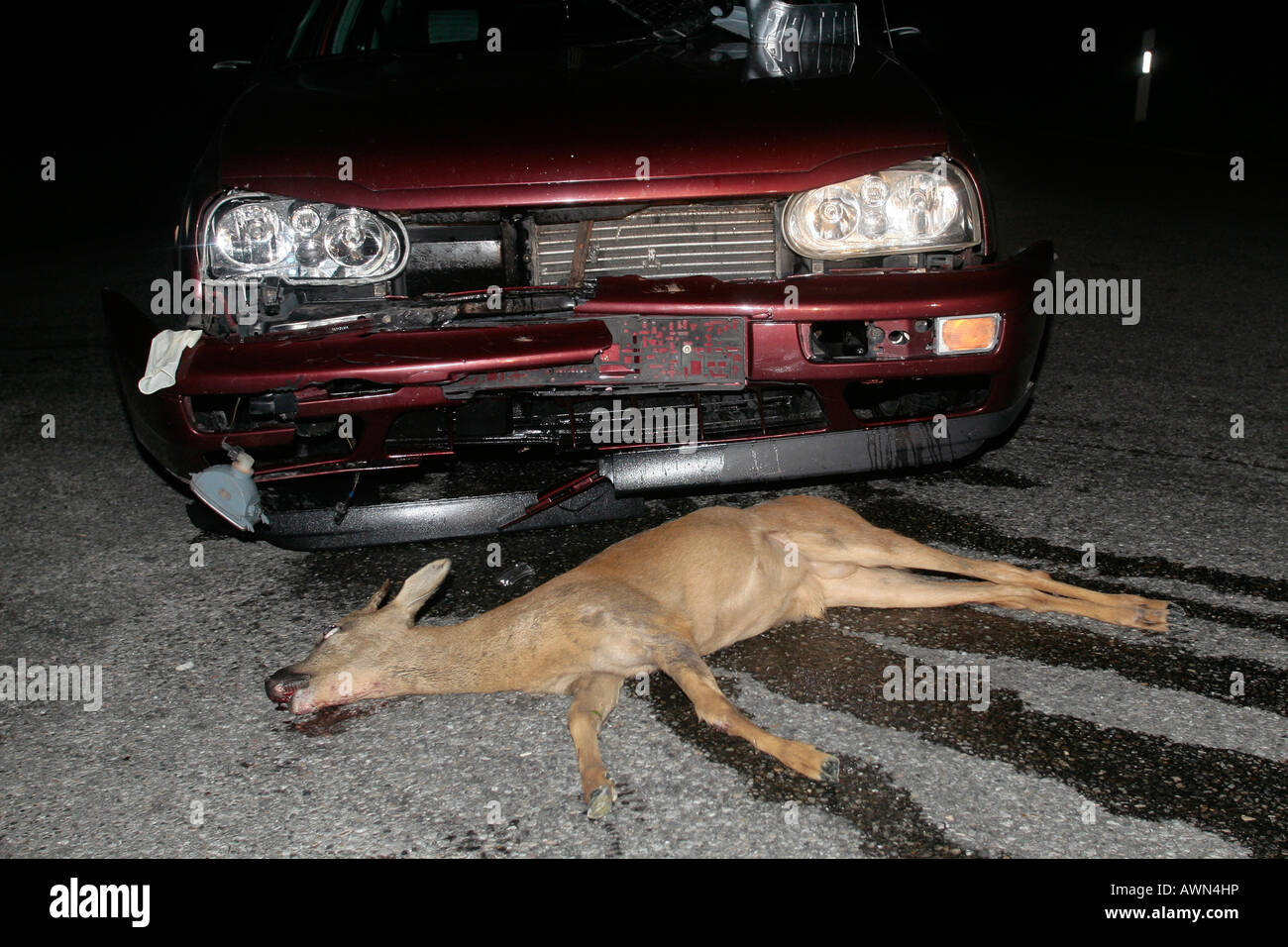 Deer accident, Germany Stock Photo