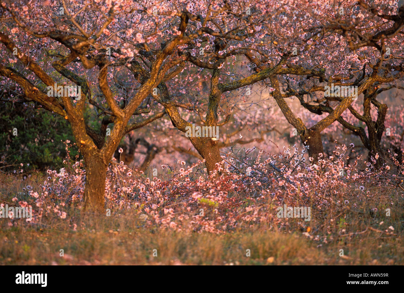 Flowering almond trees, Catalonia, Spain Stock Photo