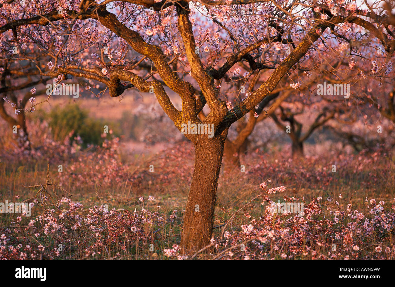Flowering almond trees, Catalonia, Spain Stock Photo