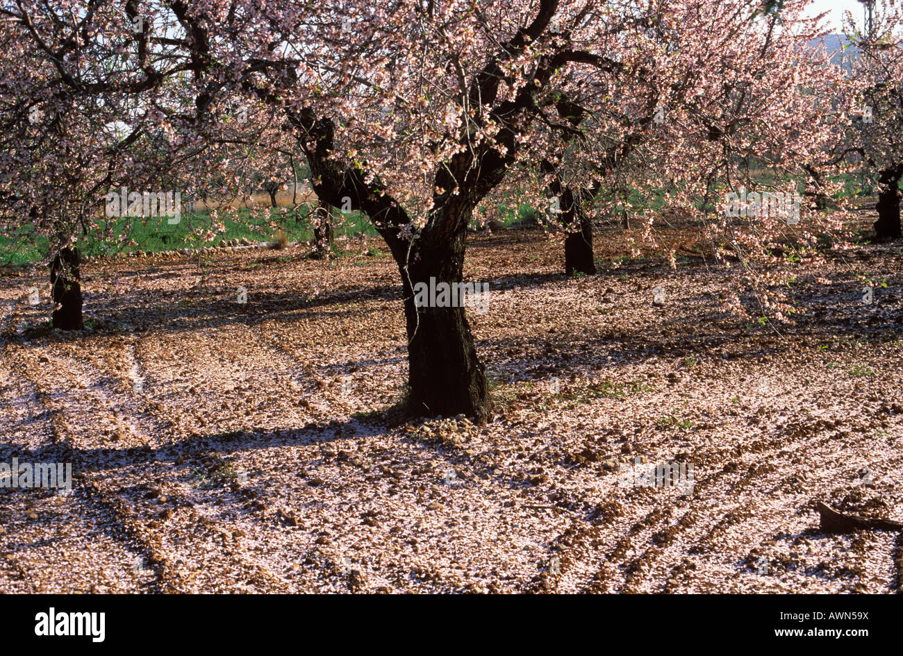 Flowering almond trees, Valencia, Spain Stock Photo