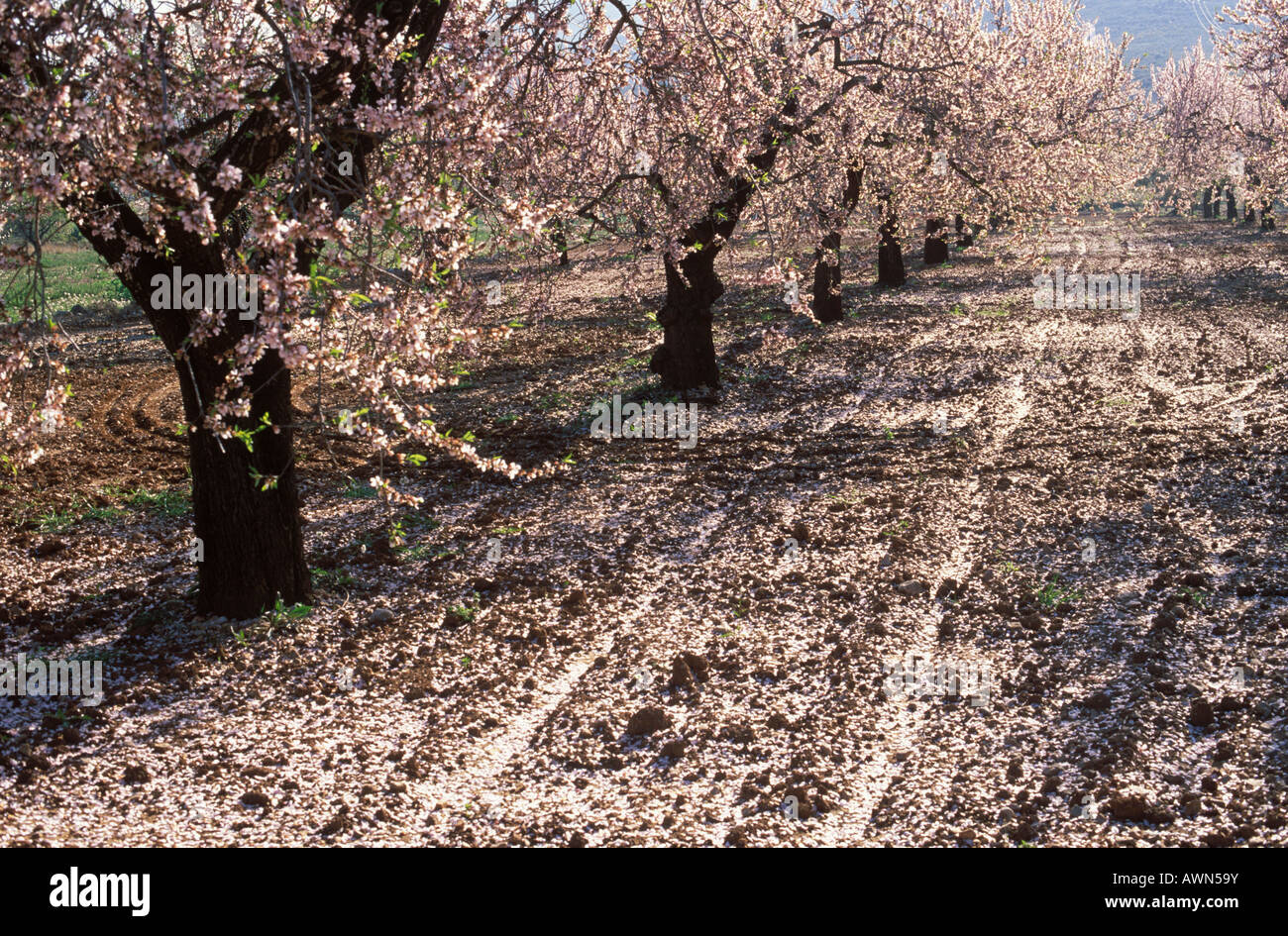Flowering almond trees, Valencia, Spain Stock Photo
