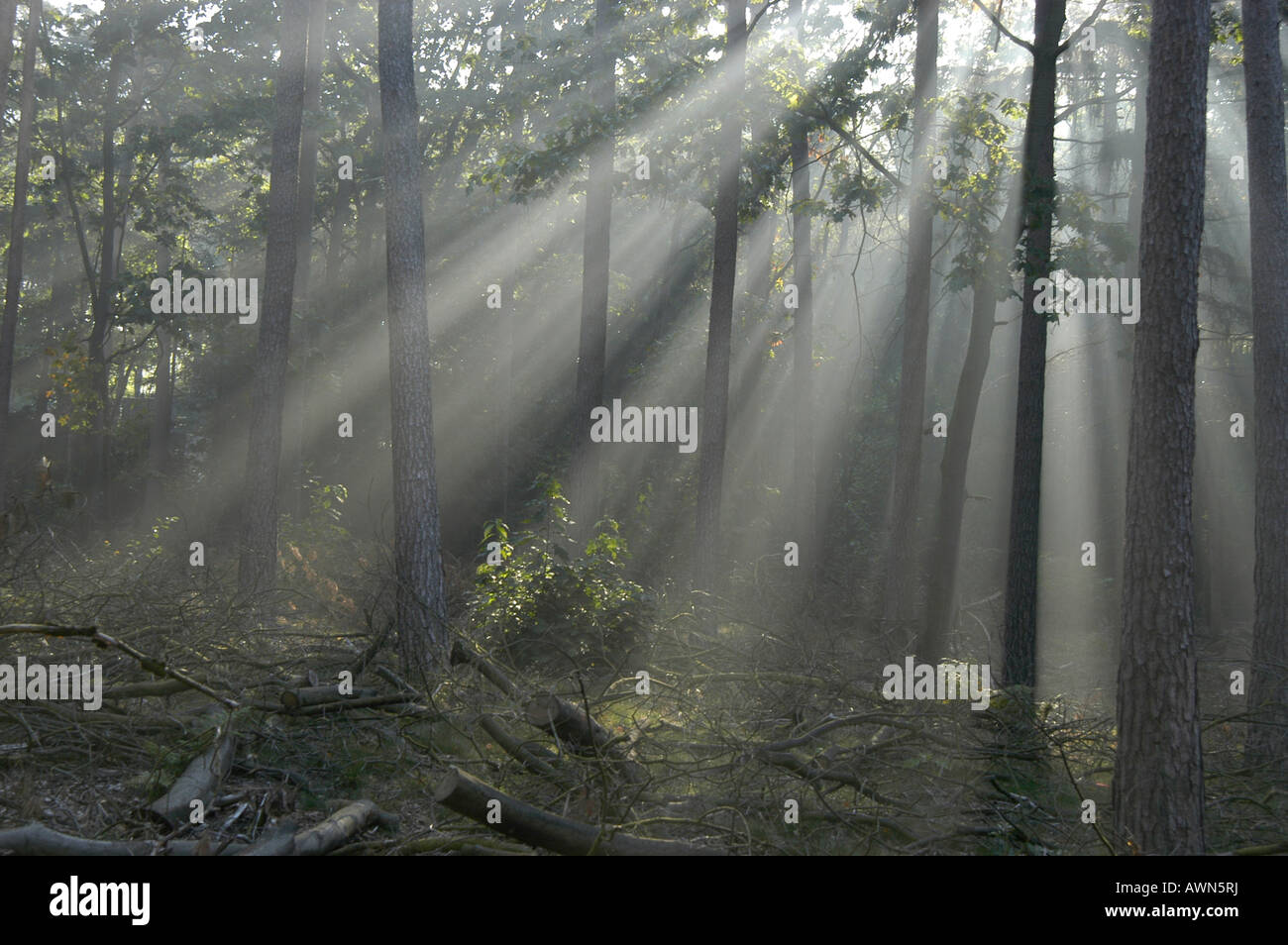 Sunlight and shadows in a forest Stock Photo