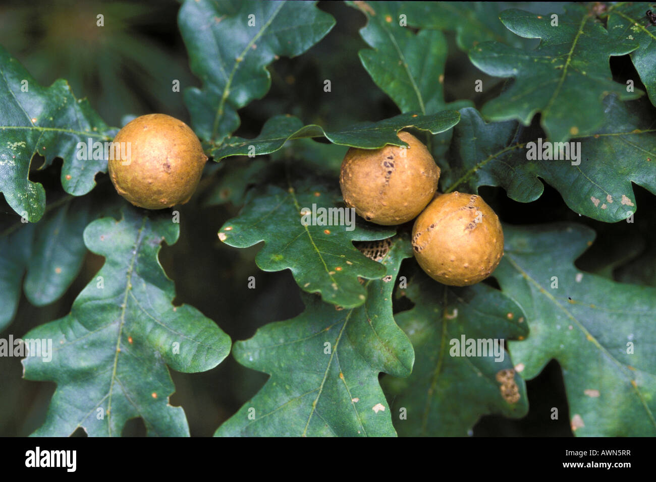 Oak Galls High Resolution Stock Photography and Images Alamy