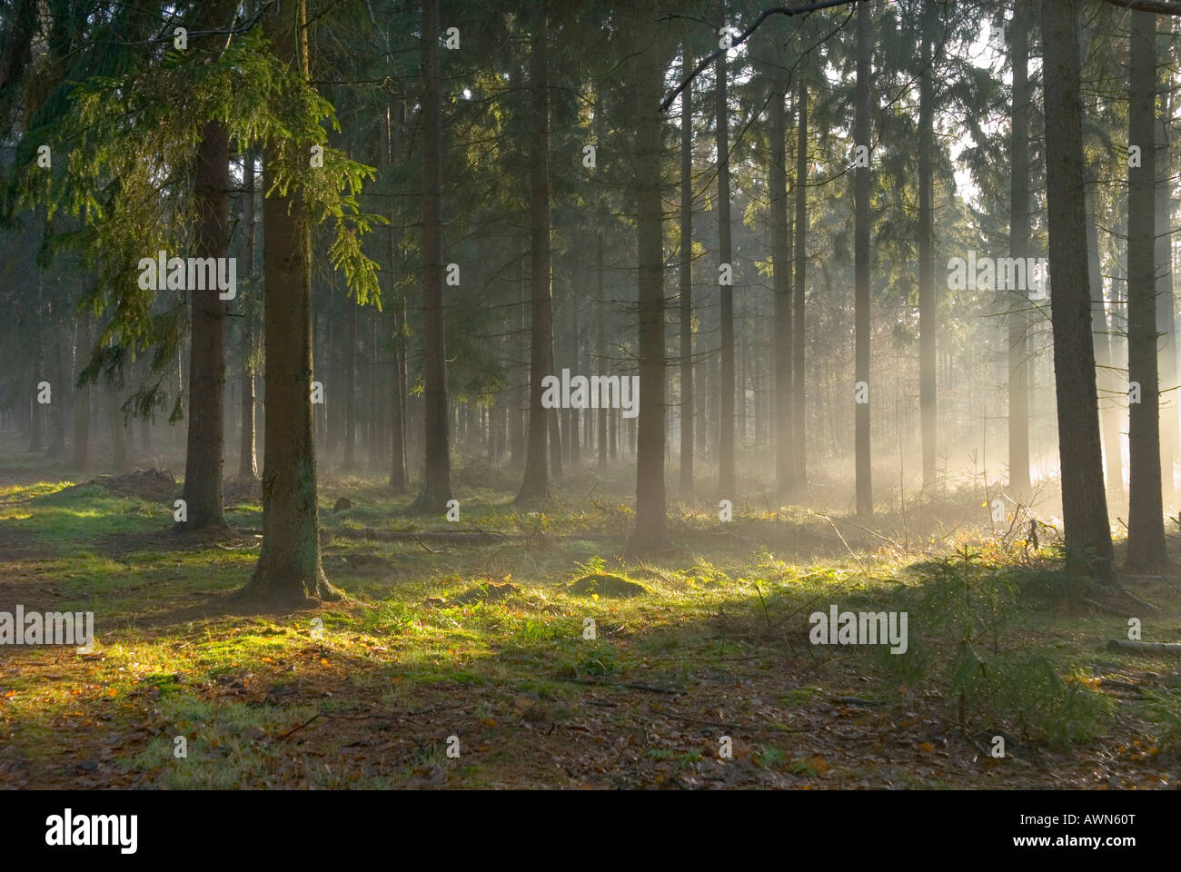 Sunlight and shadows in a forest Stock Photo