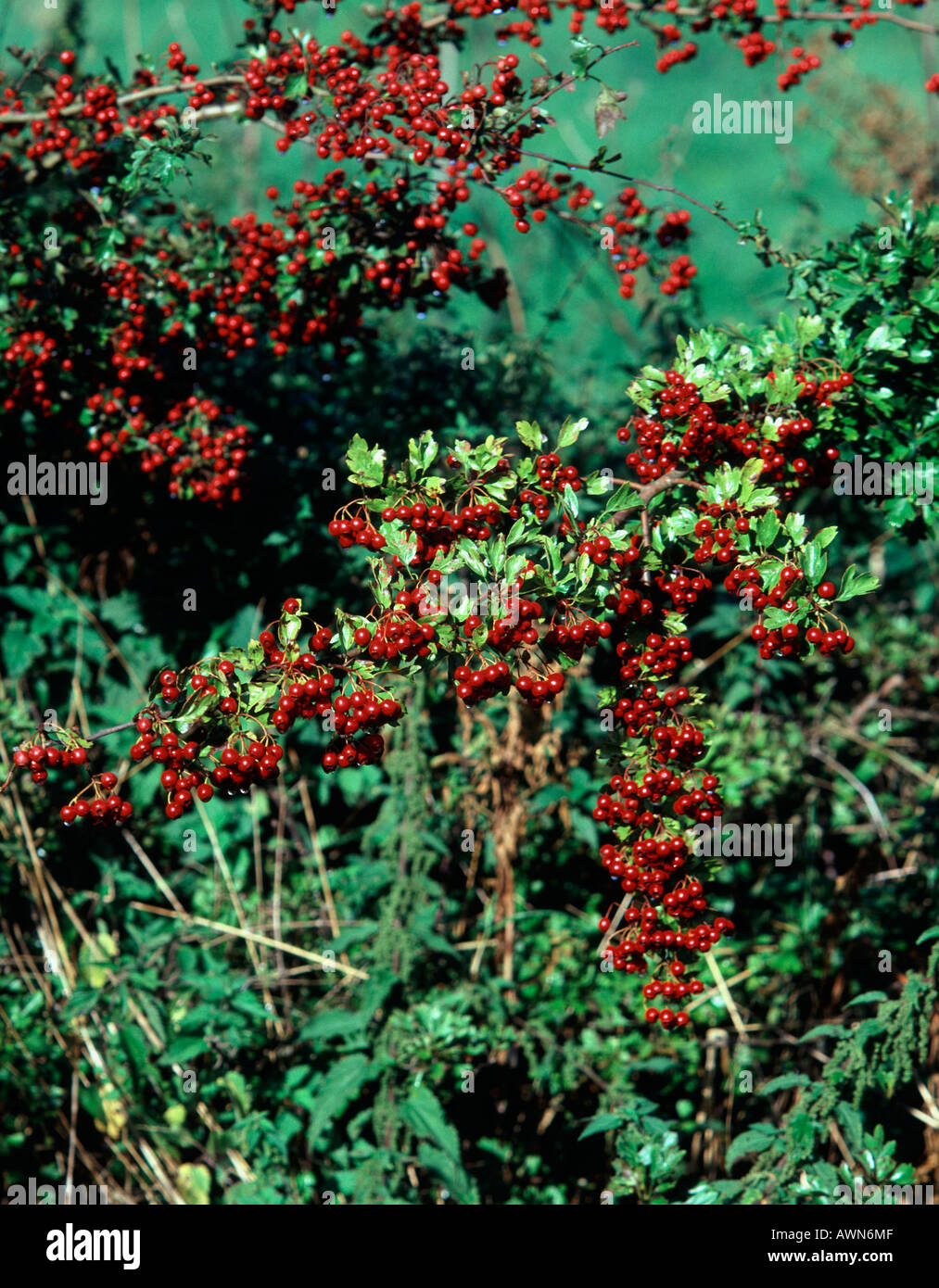 A healthy crop of fruit on a wild Hawthorn hedgerow Stock Photo