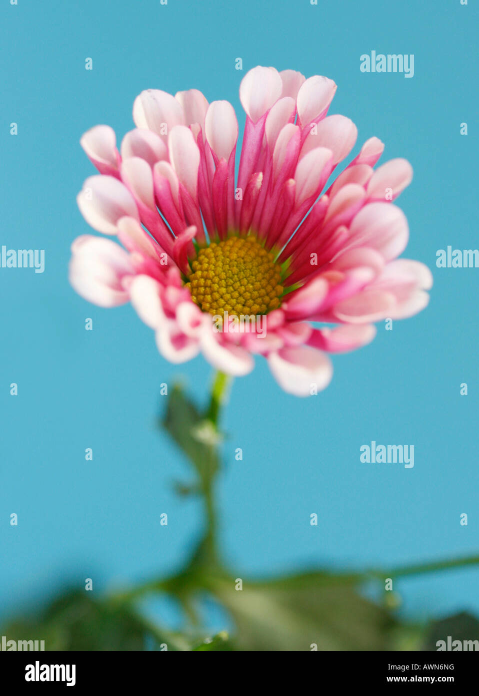 Mum or Chrysanthemum (Asteraceae) Stock Photo