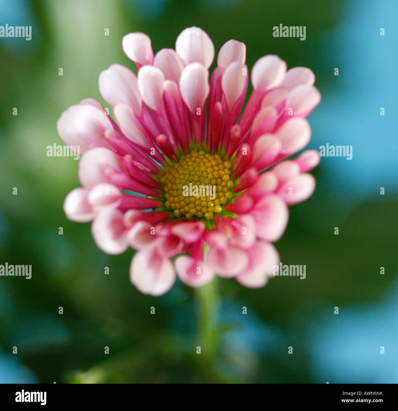 Mum or Chrysanthemum (Asteraceae) Stock Photo