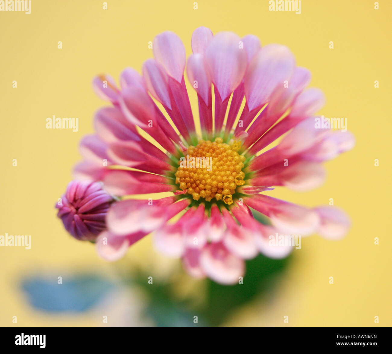 Mum or Chrysanthemum (Asteraceae) Stock Photo