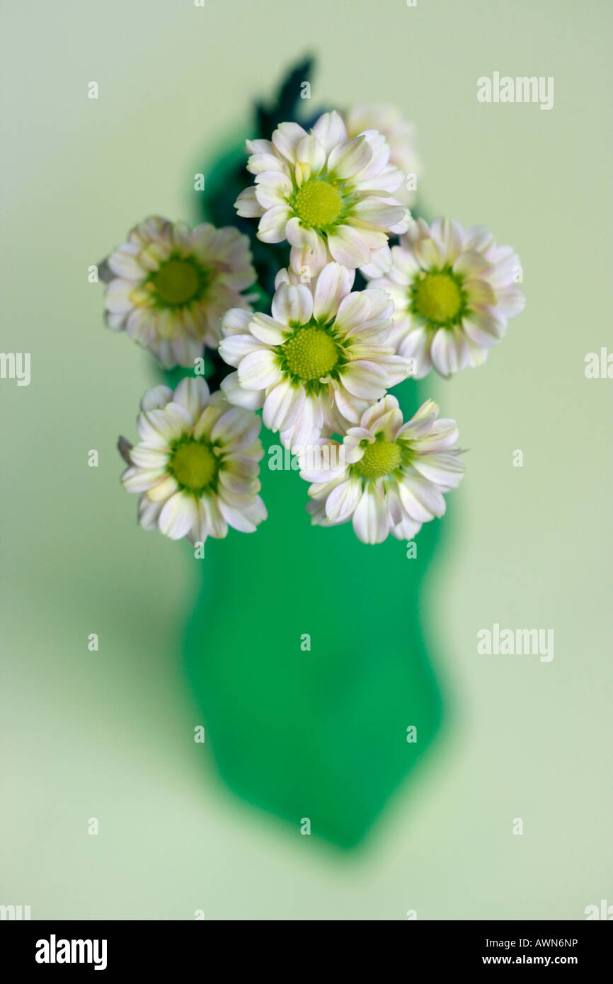 Mums or Chrysanthemums (Asteraceae) in green vase Stock Photo