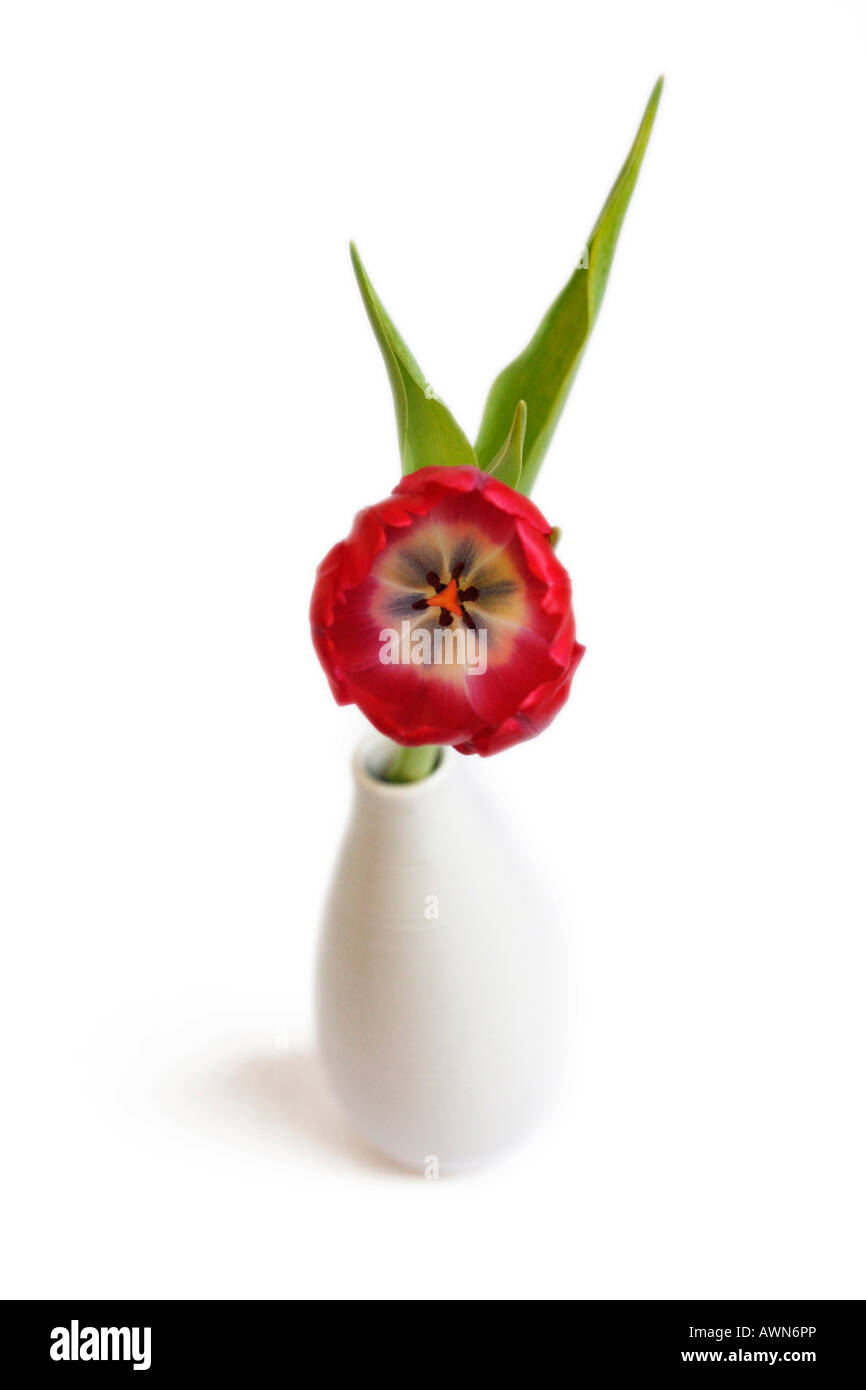 Red Tulip (Tulipa) in a white vase Stock Photo