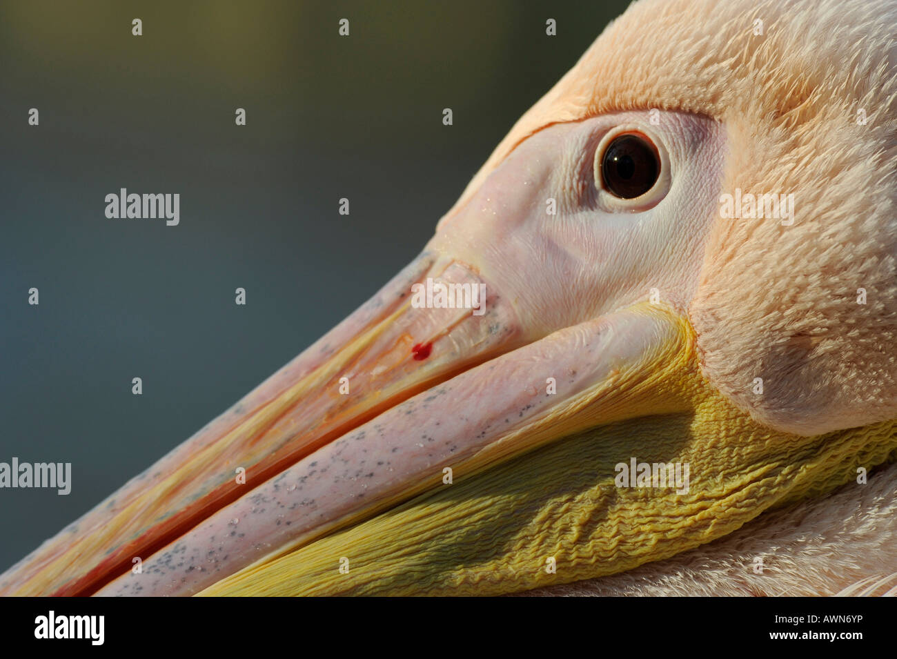 Great White Pelican (Pelecanus Onocrotalus Stock Photo - Alamy