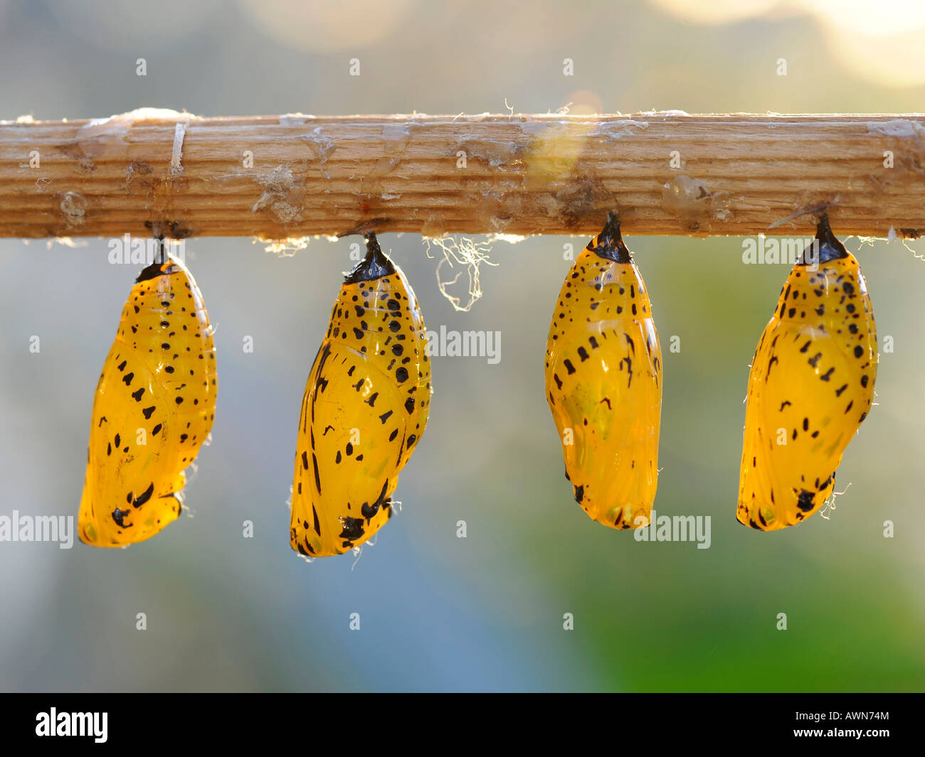Rice Paper butterfly (Idea leuconoe) cocoon Stock Photo