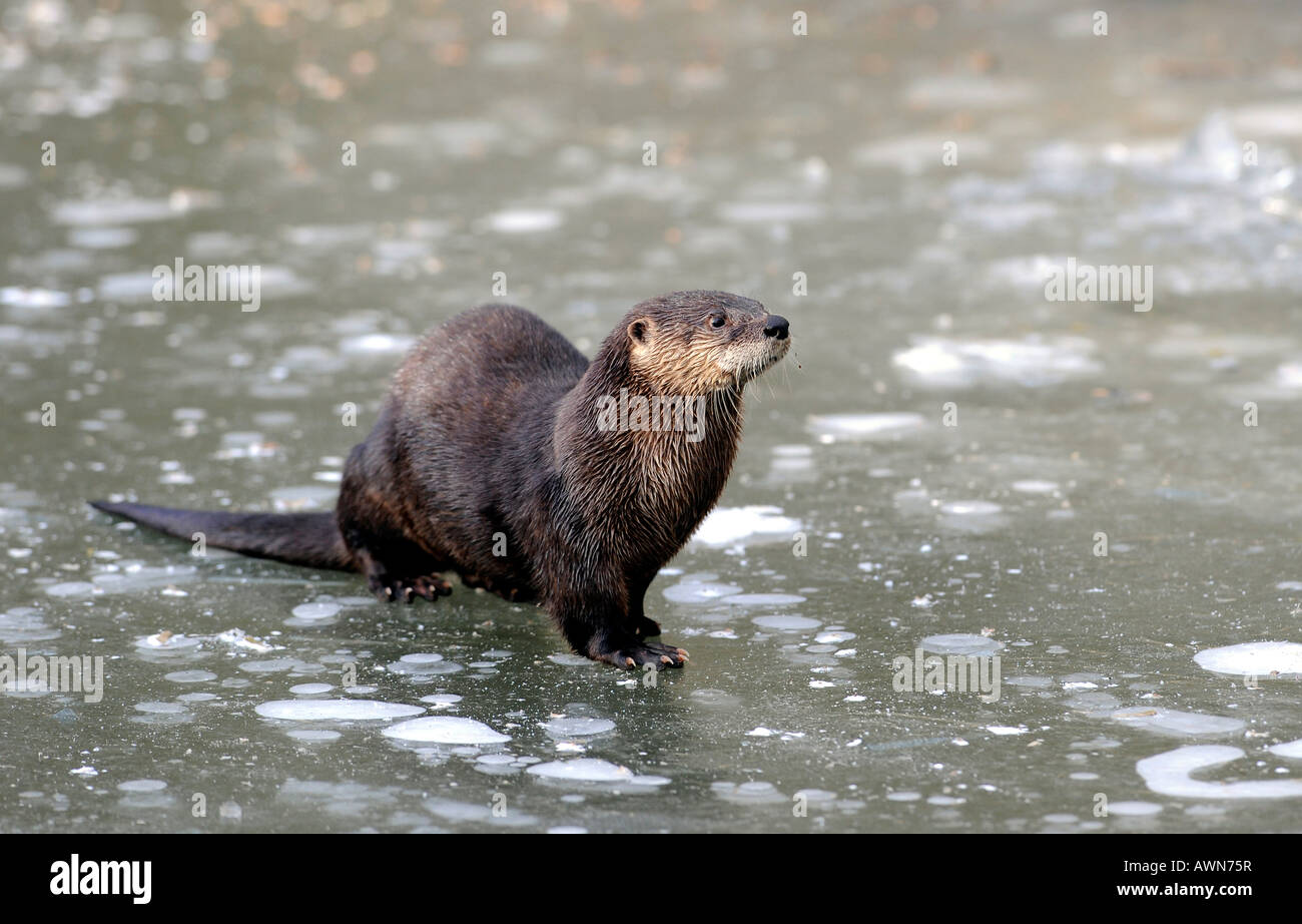European Otter (Lutra lutra) Stock Photo