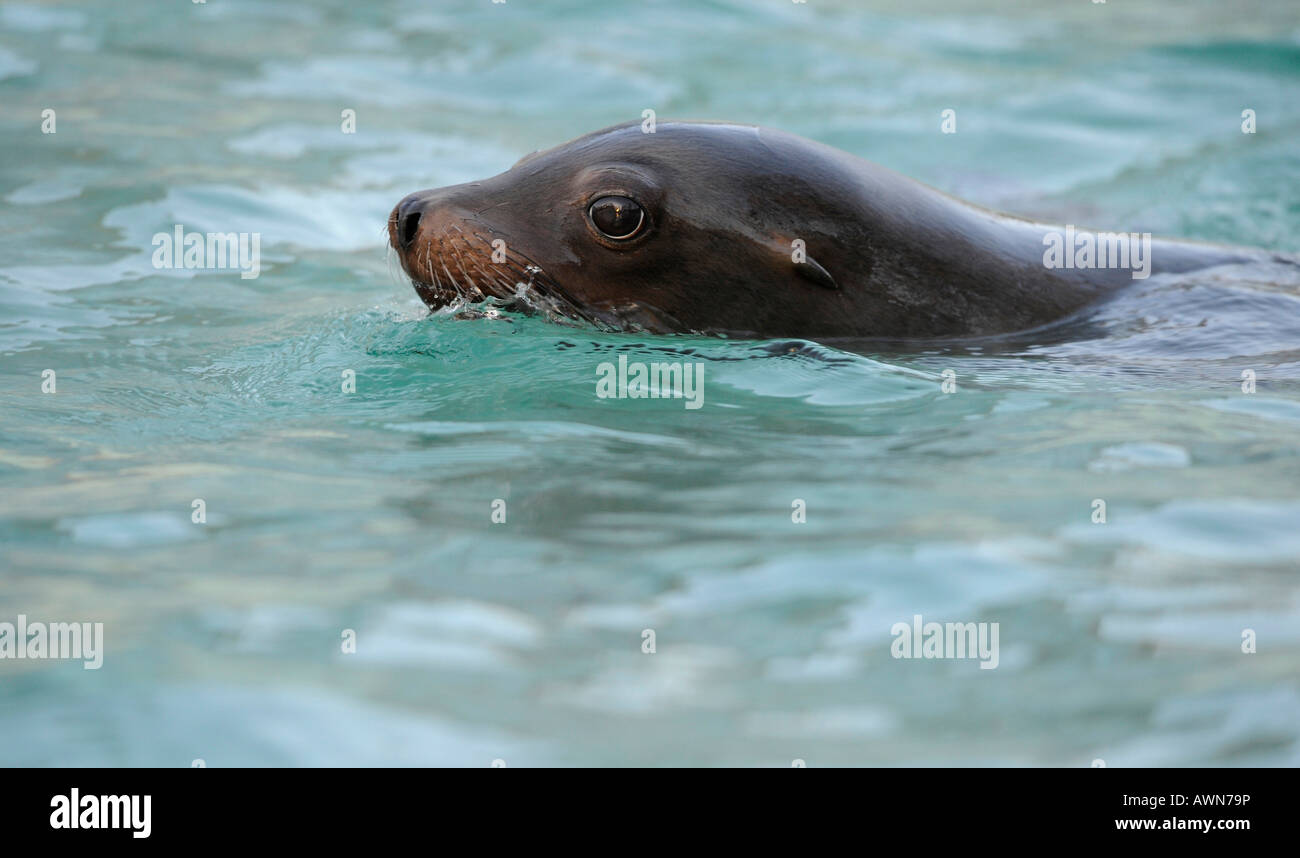 California Sea Lion (Zalophus californianus) Stock Photo