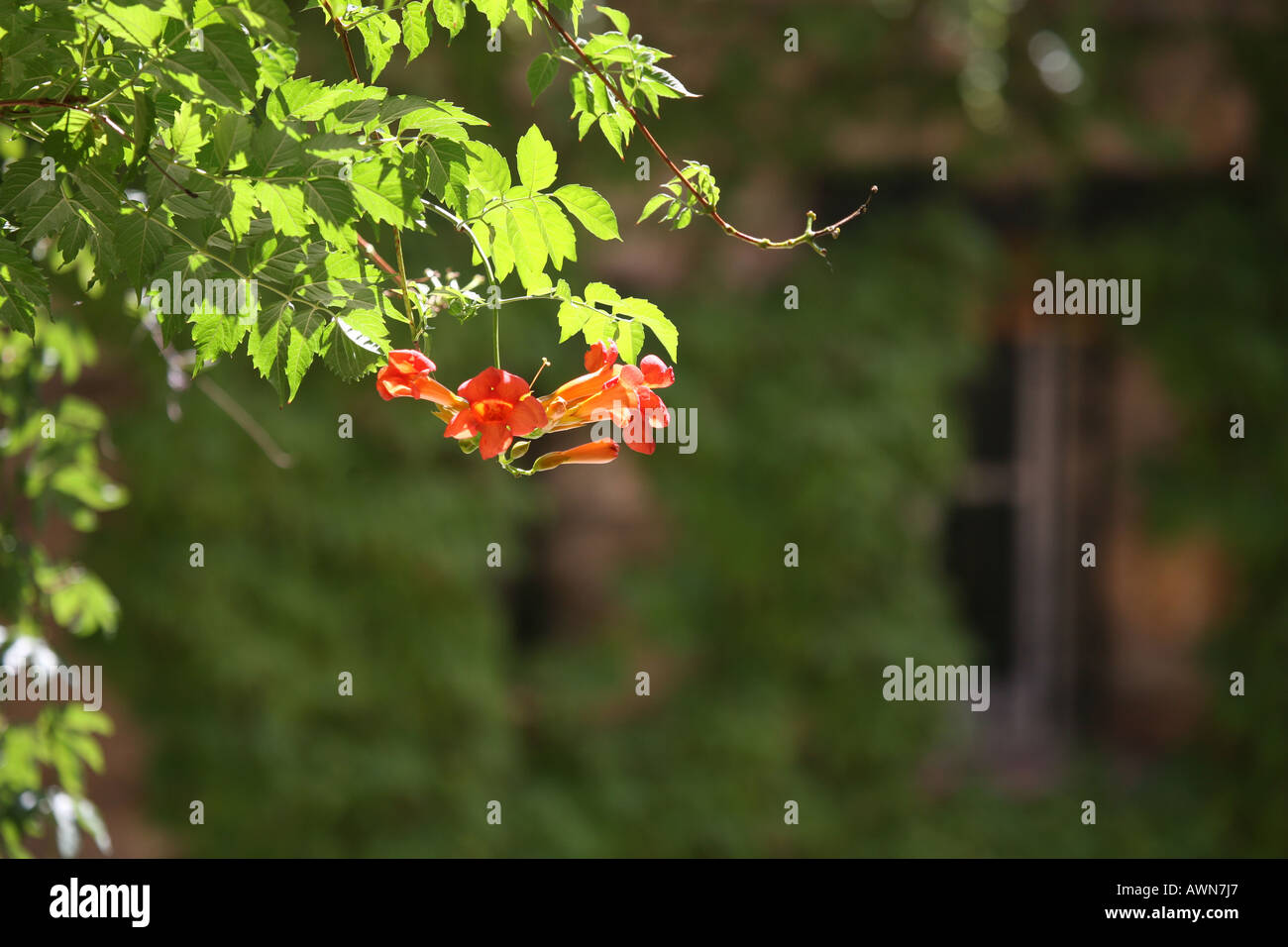 Climbing flowers orange wall hi-res stock photography and images - Alamy