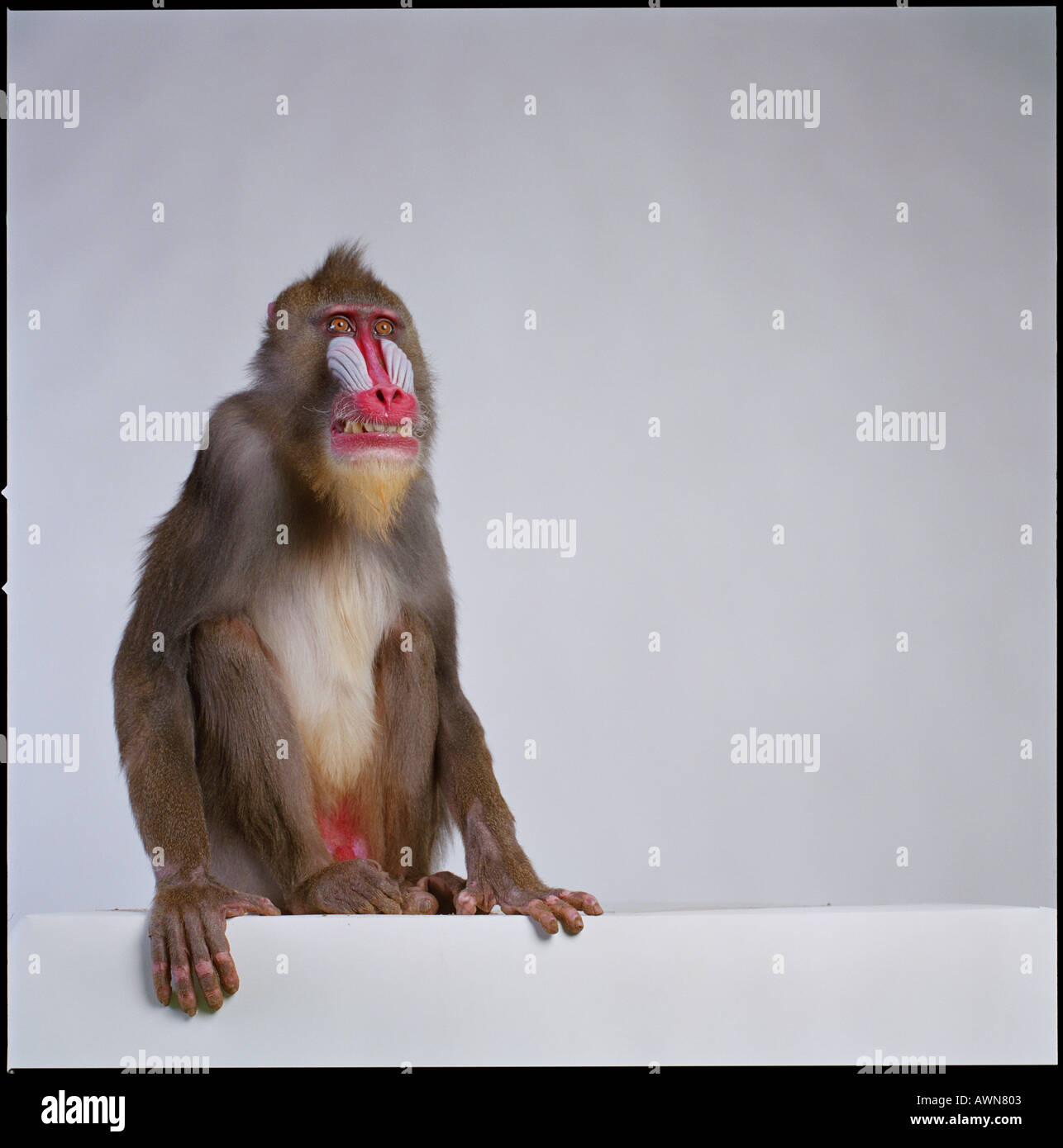 Mandril monkey Papio Sphinx in the studio Stock Photo
